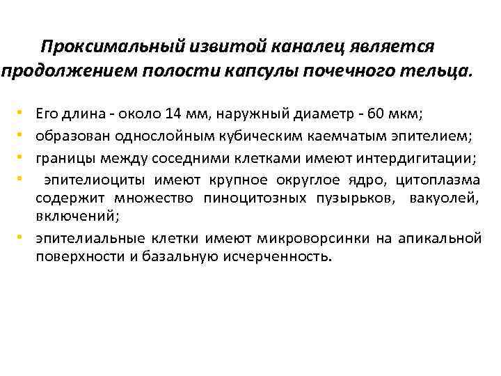   Проксимальный извитой каналец является продолжением полости капсулы почечного тельца. • Его длина