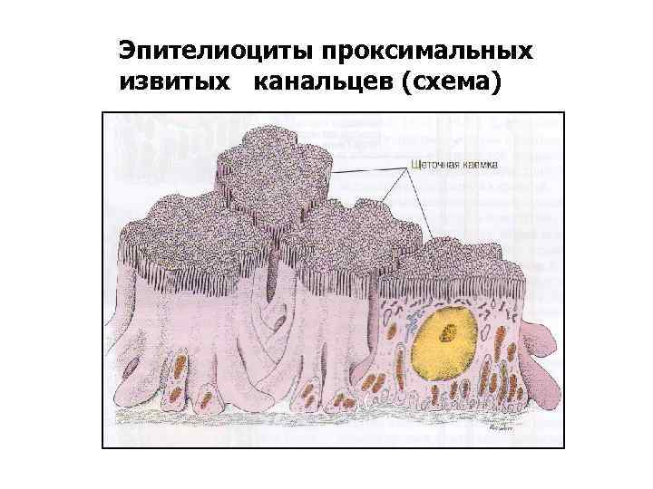 Эпителиоциты проксимальных извитых канальцев (схема) 