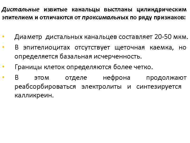 Дистальные извитые канальцы выстланы цилиндрическим эпителием и отличаются от проксимальных по ряду признаков: 