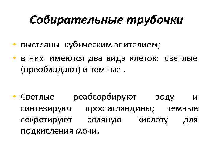   Собирательные трубочки • выстланы кубическим эпителием;  • в них имеются два