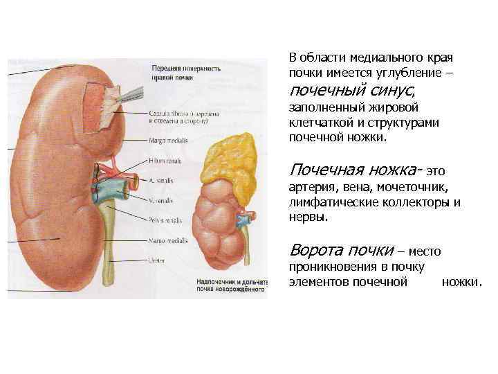 Почки по составу. Топография почечной ножки спереди назад. Основные элементы ножки почки. Ворота почки. Почечная ножка строение.