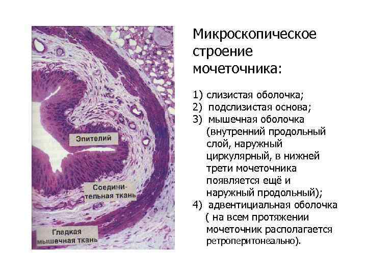 Стенки мочеточника