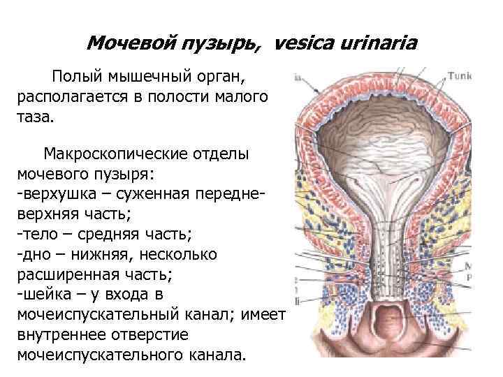   Мочевой пузырь, vesica urinaria Полый мышечный орган, располагается в полости малого таза.