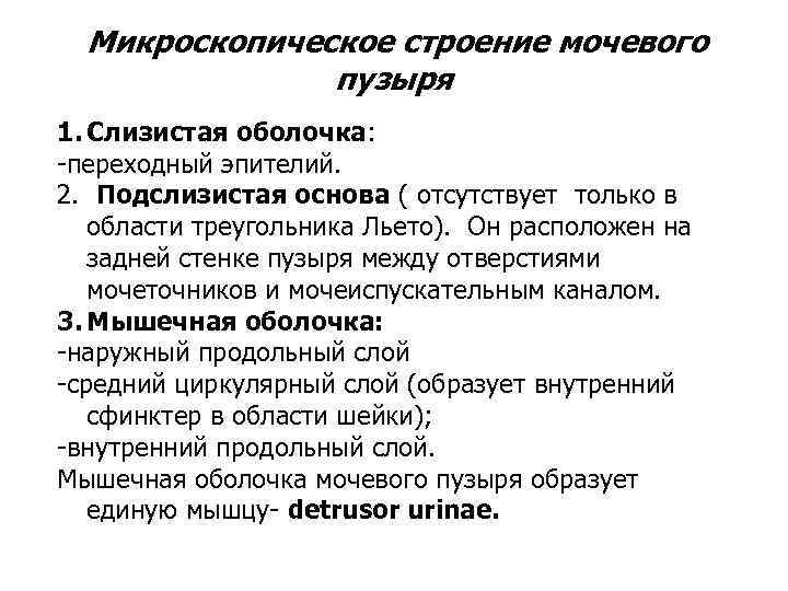  Микроскопическое строение мочевого    пузыря 1. Слизистая оболочка: -переходный эпителий. 2.