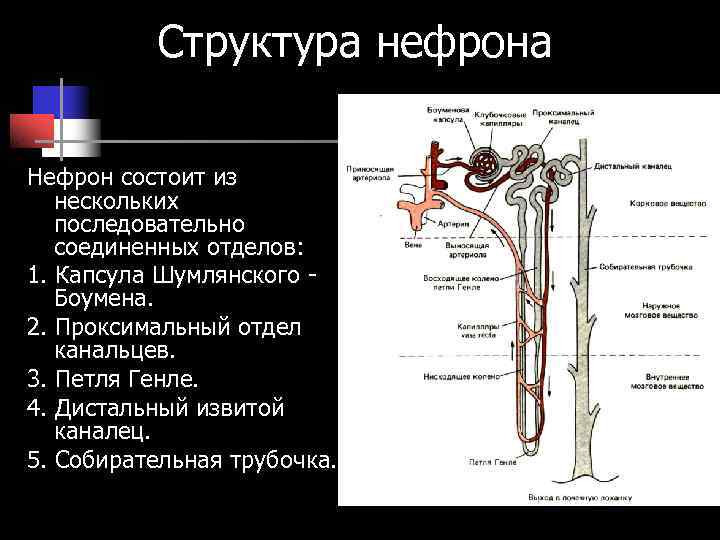 Структура нефрона рисунок с подписями