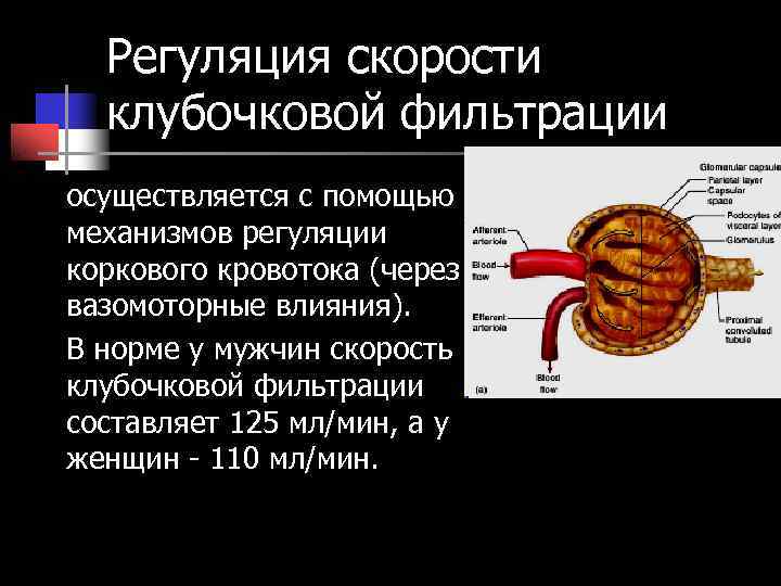 Клубочковая фильтрация сдать. Механизмы регуляции скорости клубочковой фильтрации. Регуляция скорости клубочковой фильтрации схема. Механизм клубочковой фильтрации схема. Фильтрация механизмы регуляции гуморальная.