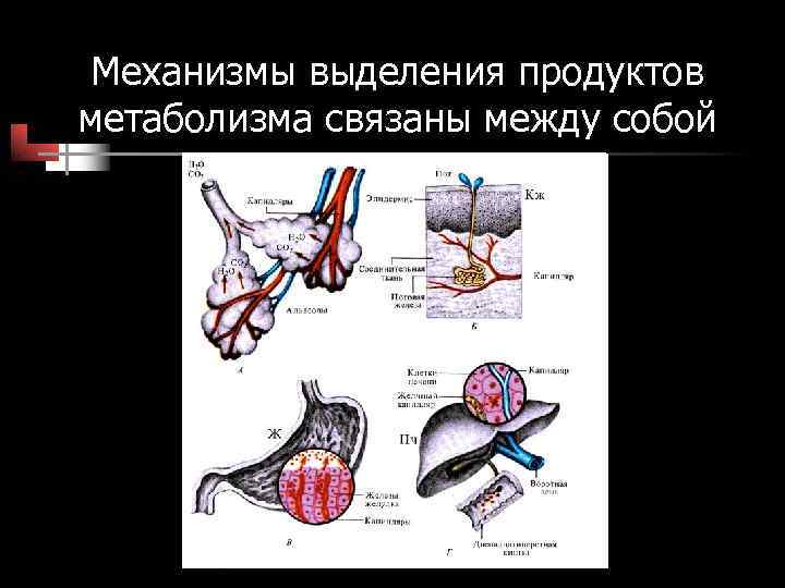 Механизмы выделения продуктов метаболизма связаны между собой Механизмы выделения продуктов метаболизма связаны между собой