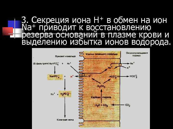 Процесс секреции происходит в. Секреция ионов водорода в почках. Ионы водорода. Экскреция водородных ионов в почках. Реабсорбция н+ ионов.