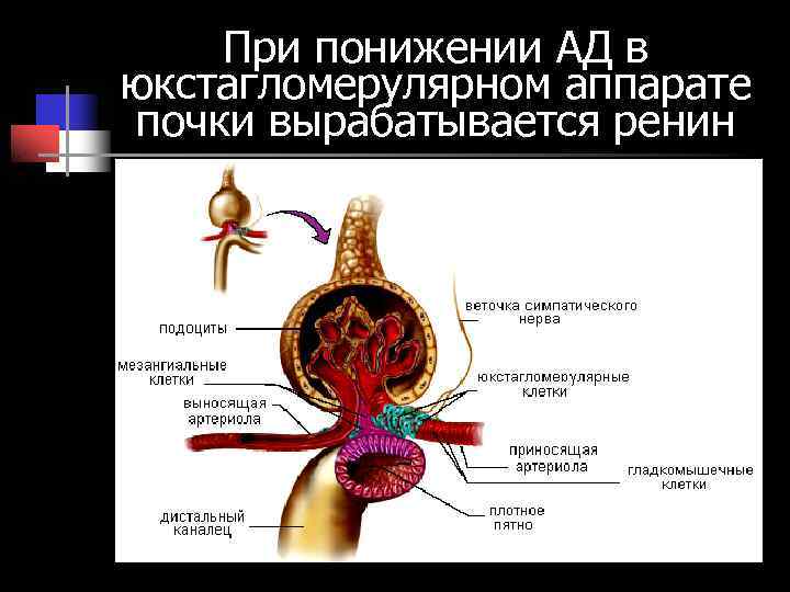 При понижении АД в юкстагломерулярном аппарате почки вырабатывается ренин При понижении АД в юкстагломерулярном аппарате почки вырабатывается ренин