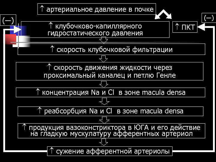 артериальное давление в почке (—) клубочково-капиллярного ПКТ артериальное давление в почке (—) клубочково-капиллярного ПКТ