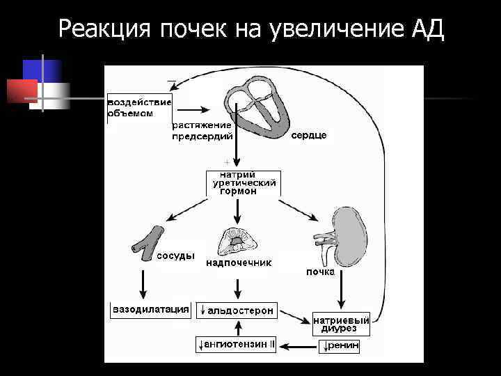 Реакция почек на увеличение АД Реакция почек на увеличение АД