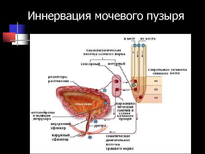 Иннервация мочевого пузыря Иннервация мочевого пузыря