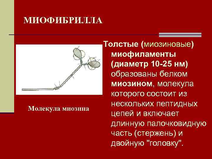 МИОФИБРИЛЛА     Толстые (миозиновые)    миофиламенты   