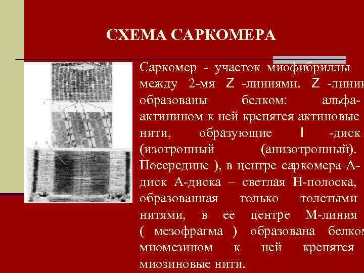 СХЕМА САРКОМЕРА  Саркомер - участок миофибриллы  между 2 -мя Z -линиями. Z