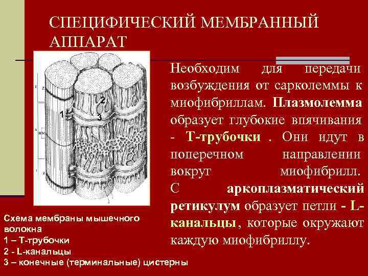   СПЕЦИФИЧЕСКИЙ МЕМБРАННЫЙ   АППАРАТ       Необходим