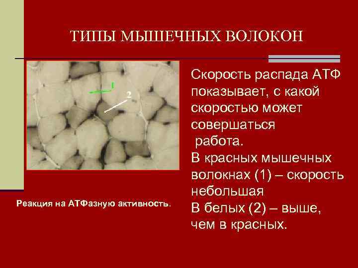    ТИПЫ МЫШЕЧНЫХ ВОЛОКОН      Скорость распада АТФ