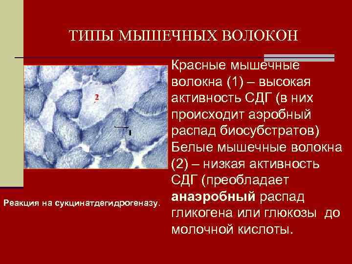   ТИПЫ МЫШЕЧНЫХ ВОЛОКОН       Красные мышечные