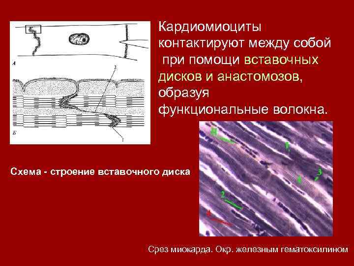 Схема соединения кардиомиоцитов