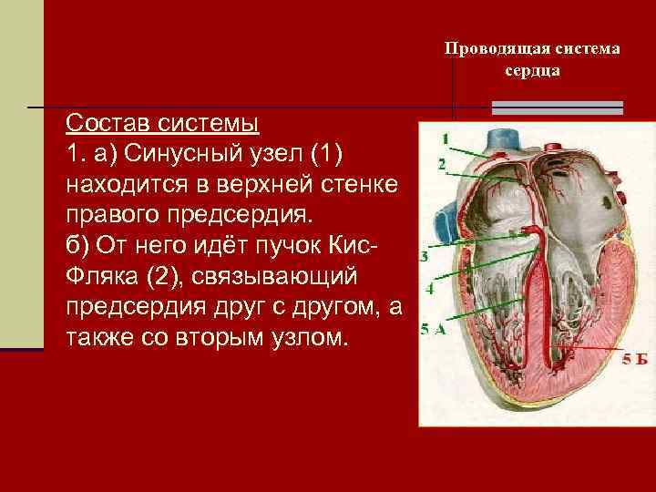       Проводящая система      