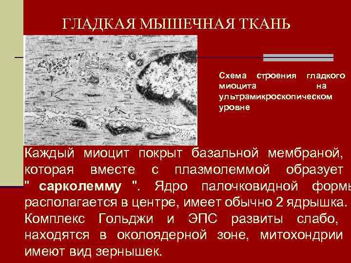  ГЛАДКАЯ МЫШЕЧНАЯ ТКАНЬ      Схема строения гладкого  