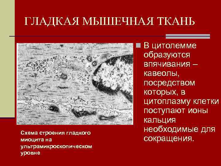 ГЛАДКАЯ МЫШЕЧНАЯ ТКАНЬ      n В цитолемме  