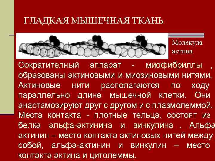  ГЛАДКАЯ МЫШЕЧНАЯ ТКАНЬ    Молекула    актина Сократителный аппарат