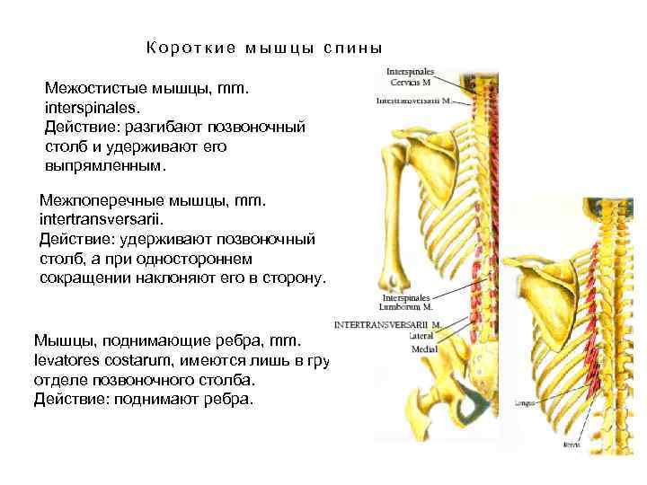 Короткие мышцы спины. Межпоперечные мышцы спины иннервация. Межостистые мышцы. Межостистые мышцы поясницы. Меж остистый и меж поперечные мышцы.