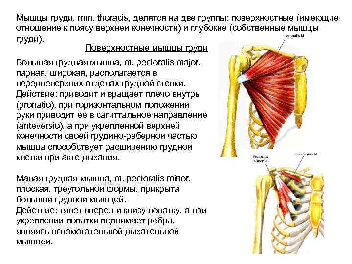 Мышцы грудной стенки