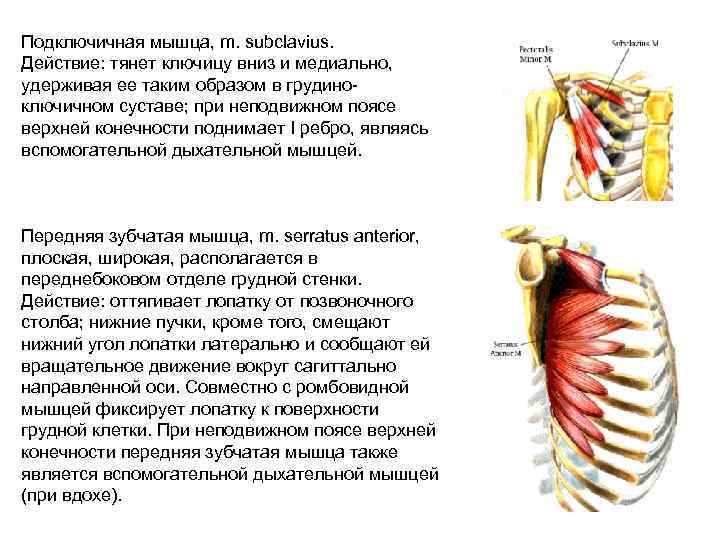 Подключичная мышца, m. subclavius.  Действие: тянет ключицу вниз и медиально,  удерживая ее
