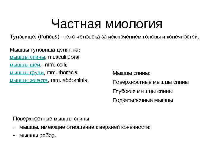     Частная миология Туловище, (truncus) - тело человека за исключением головы