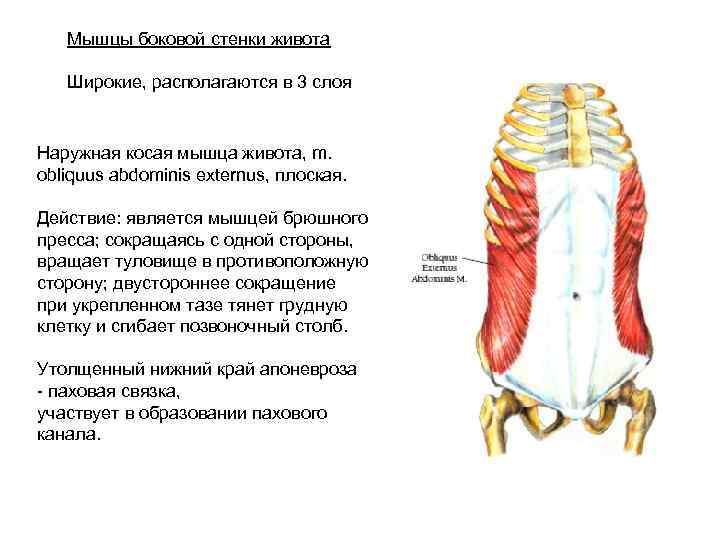 Внутренняя поперечная мышца живота. Боковые мышцы живота. Мышцы боковых стенок. Латеральные мышцы живота. Боковая передняя задняя стенка мышц живота.