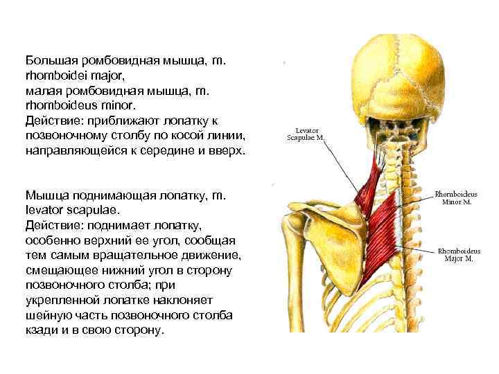 Ромбовидная мышца