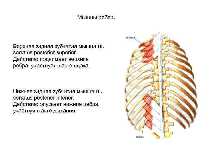     Мышцы ребер. Верхняя задняя зубчатая мышца m.  serratus posterior