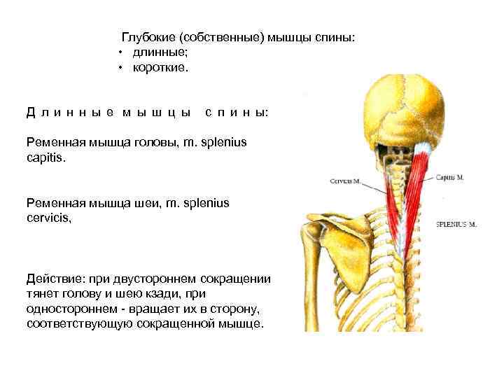     Глубокие (собственные) мышцы спины:   •  длинные; 