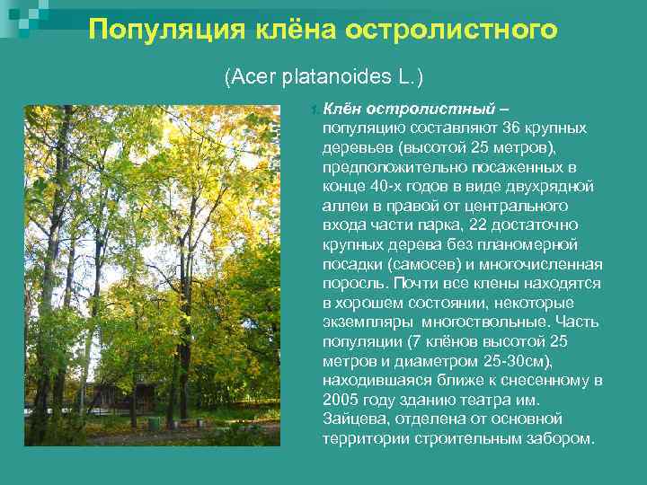 Популяция клёна остролистного   (Acer platanoides L. )   1. Клён 