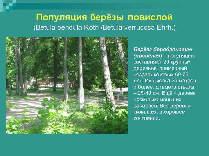 Популяция берёзы повислой (Betula pendula Roth /Betula verrucosa Ehrh. )    