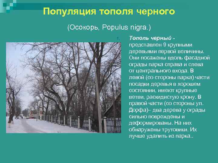Популяция тополя черного (Осокорь, Populus nigra. )    1.  Тополь черный