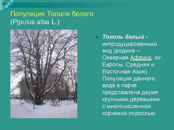 Популяция Тополя белого (Pjpulus alba L. )      n 