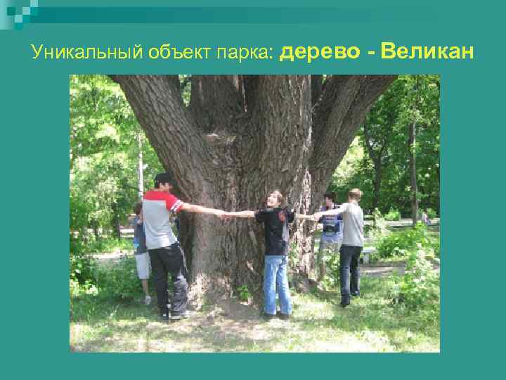 Уникальный объект парка: дерево - Великан 