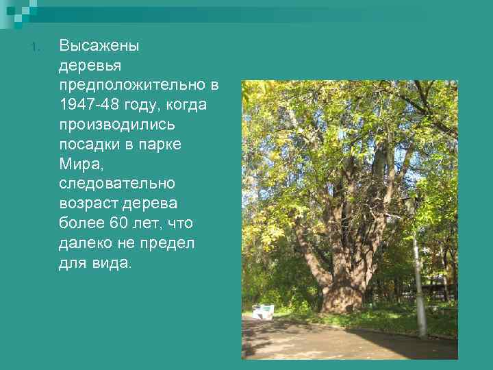 1.  Высажены деревья предположительно в 1947 -48 году, когда производились посадки в парке