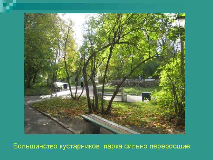 Большинство кустарников парка сильно переросшие. 