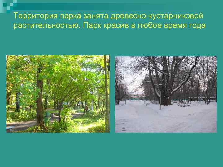 Территория парка занята древесно-кустарниковой растительностью. Парк красив в любое время года 