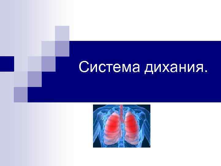 Система дихания. 