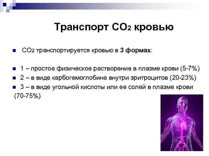    Транспорт СО 2 кровью n  СО 2 транспортируется кровью в