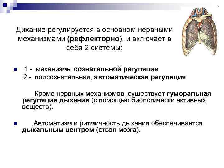 Дихание регулируется в основном нервными механизмами (рефлекторно), и включает в   себя 2