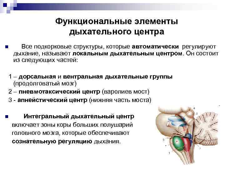    Функциональные элементы    дыхательного центра n  Все подкорковые