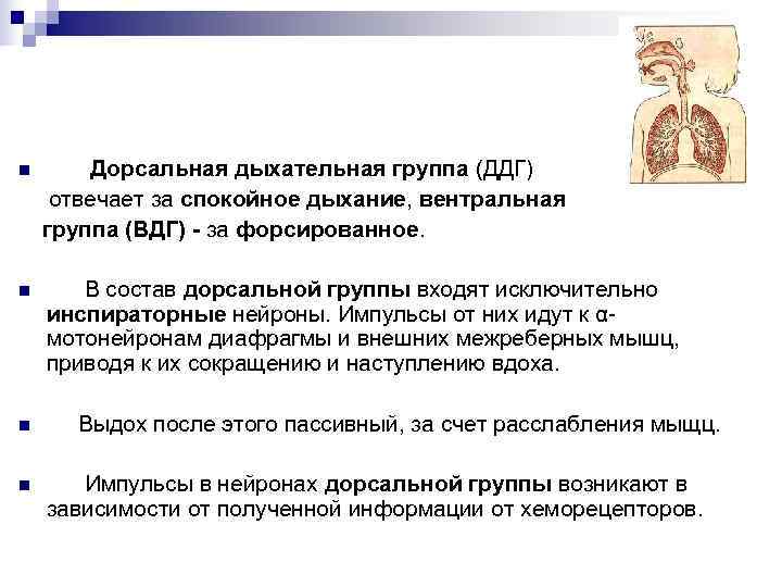 n  Дорсальная дыхательная группа (ДДГ) отвечает за спокойное дыхание, вентральная группа (ВДГ) -