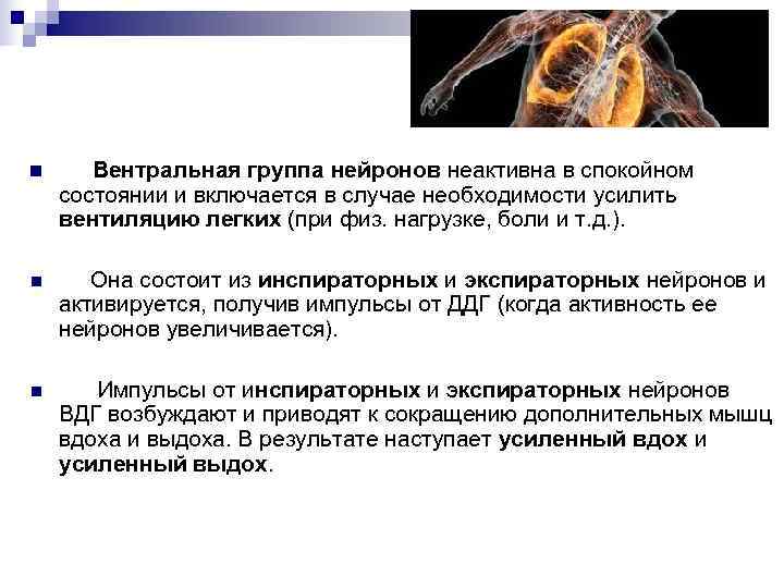 n Вентральная группа нейронов неактивна в спокойном состоянии и включается в случае необходимости усилить