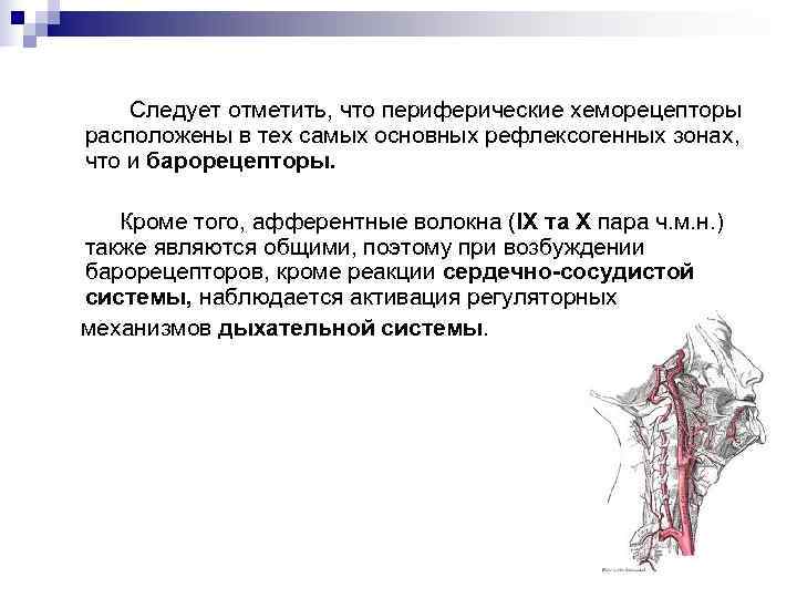   Следует отметить, что периферические хеморецепторы расположены в тех самых основных рефлексогенных зонах,