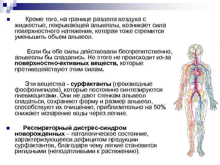 n Кроме того, на границе раздела воздуха с жидкостью, покрывающей альвеолы, возникает сила поверхностного